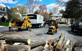 How Our Tree Care Process Works  in  Battlefield, MO